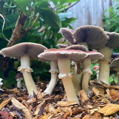 How To Grow Wine Cap Mushrooms A Complete Guide