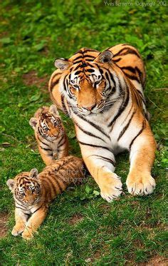 1000+ images about Tigers on Pinterest | Cubs, White tigers and Baby tigers