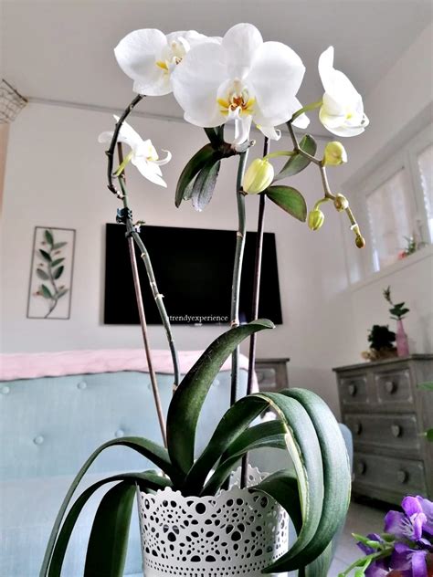 Orchidea In Vaso Consigli Per Farla Vivere A Lungo A Trendy Experience