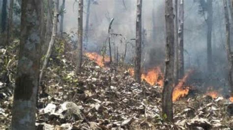 Puncak Musim Kemarau Diprediksi Pada Agustus Bmkg Imbau Warga