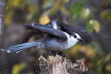 The Gray Jay: Canada's National Bird - Gateway Gazette