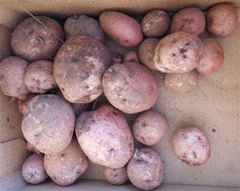 Daniel's Pacific NW Garden: Second Potato Harvest. 8.31.14