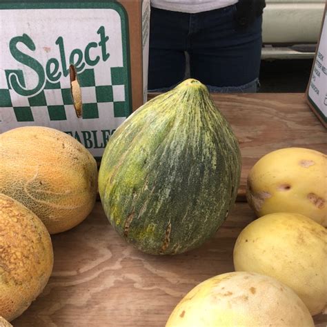 Crenshaw Melon Information Recipes And Facts