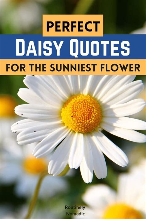 115 Daisy Quotes and Captions to Brighten Your Day - Routinely Shares