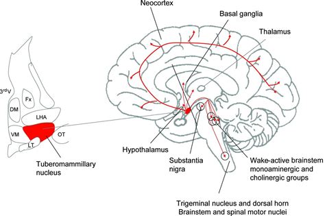 Histaminergic Pathways Cholinergic Basal Ganglia Anatomy And Physiology