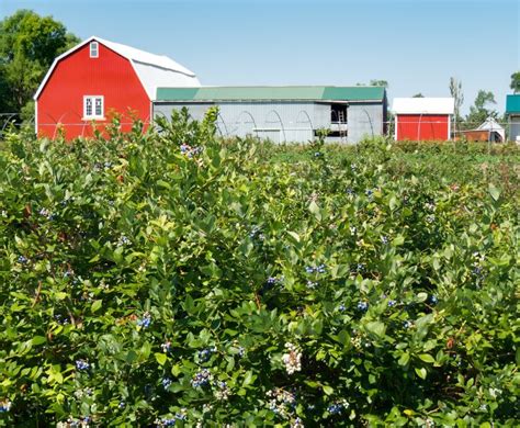 Blueberry Picking Michigan Best U Pick Blueberry Farms In Michigan