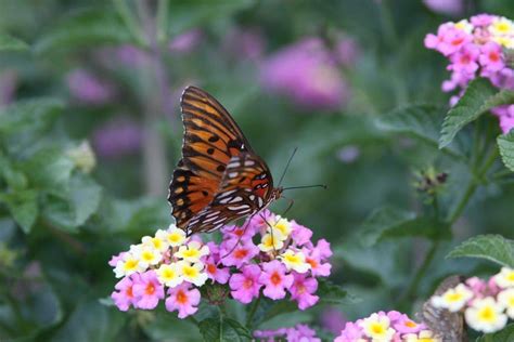 Garden Views: Tips to Create a Butterfly-Friendly Garden | The Citizen