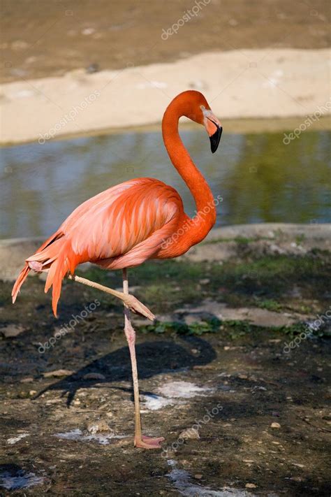 Pink Flamingo — Stock Photo © Olgysha 1170850