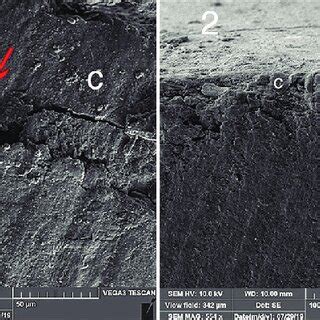 Representative Scanning Electron Microscope Images Of The Cut Sections