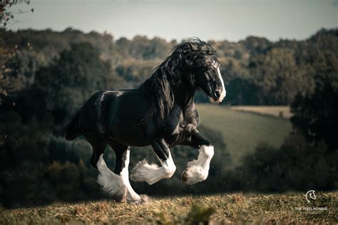 The rare Shire Horse horse — Forgotten Horses by The Pixel Nomad