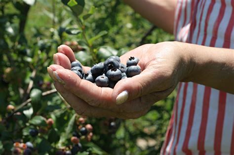 Heidelbeeren D Ngen Womit Und Wann