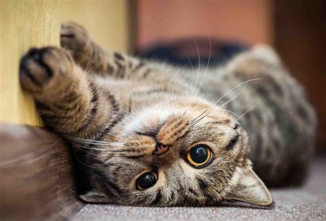 Here are the cutest cat videos to get you through quarantine – Film Daily