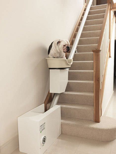 Absurd Canine Stair Lift Lets Plump Pups Rest Their Dogs | Gadgets, Science & Technology