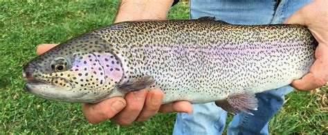 Monistrol Sur Loire Plus De Kg De Poissons Revers S Dans Le Plan D