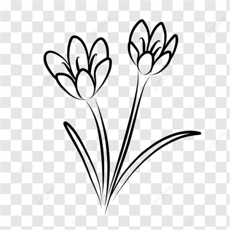 Crocus Flower Outline Graphic Illustration Vector Crocus Flower