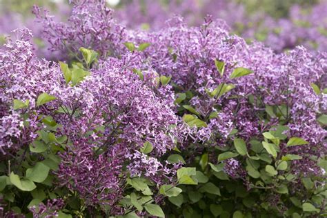 Bloomerang Dark Purple Lilac Syringa X Smsjbp Pp Cpbr