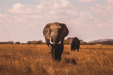 Los Mejores Safaris De África Para Cualquier Viajero Vacaciones En África