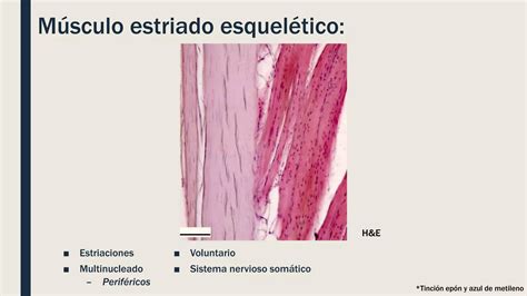 Histo Primero Tejido Muscular Pptx