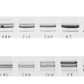 Electrophoretic Separation Of Myosin Heavy Chain Isoforms MyHC Of