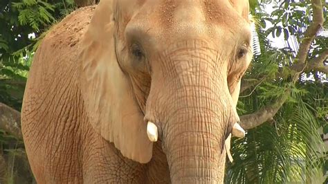 Zoocademy African Elephants Zoo Miami Youtube