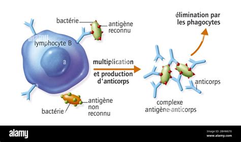 Lymphocyte B Anticorps Banque De Photographies Et Dimages à Haute