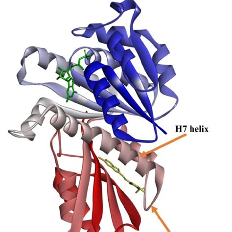 The Structure Of Ftsz Monomer The N Terminal Domain Blue Colored