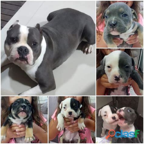 Filhote American Bully Animais Maio Clasf