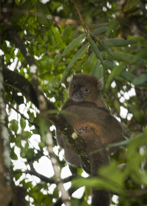 Greater Bamboo Lemur | Sean Crane Photography