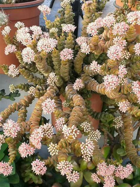 Crassula Rupestris Subsp Marnieriana World Of Succulents