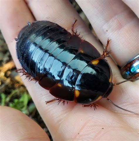 So chubby! An Ivory-head roach nymph : r/awwnverts