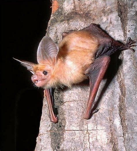 Pallid Bat Antrozous Pallidus So Nice Ugly Mammals Bat Mammal