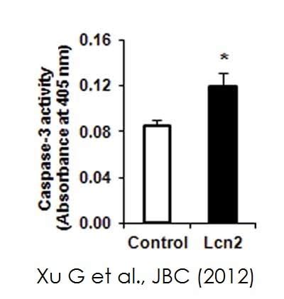 Caspase-3 Assay Kit (Colorimetric) (ab39401) | Abcam