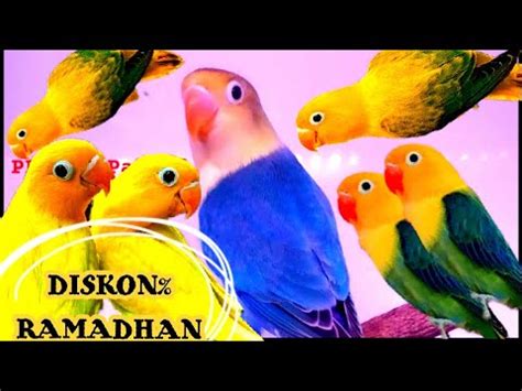 LOVEBIRD PASANGAN READY BIG RAMADAN SALE 2024 YouTube