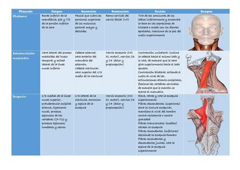 Tabla de Músculos del Cuello Músculos Cuello uDocz