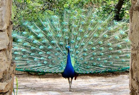 80 Peacock Watching At Mayfield Park 365 Things Austin