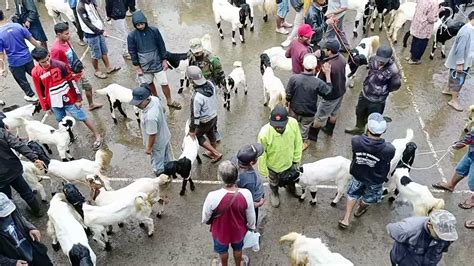 Merapi Uncover On Twitter Pasar Kambing Pandanrejo Kaligesing