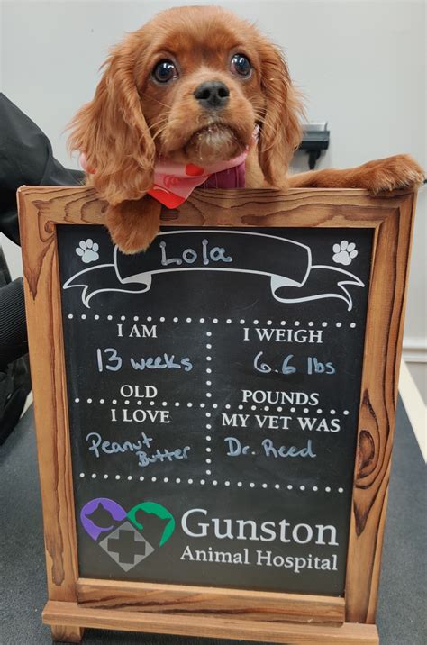 gunston animal hospital 7