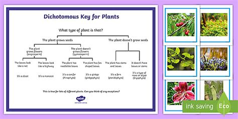 Dichotomous Key For Plants Matching Game Teacher Made