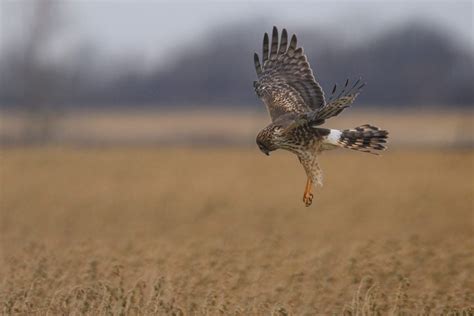 How to Identify a Northern Harrier - Birds and Blooms