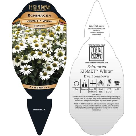 Echinacea KISMET White TERRA NOVA Nurseries Inc