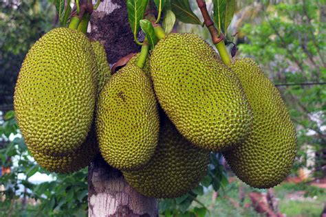 Sri Lankan Foods Jackfruit