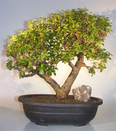 Baby Jade Bonsai Tree Portulacaria Afra