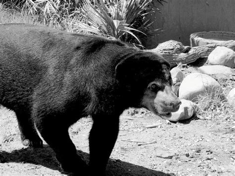 Reid Park Sun Bear Moon Succumbs