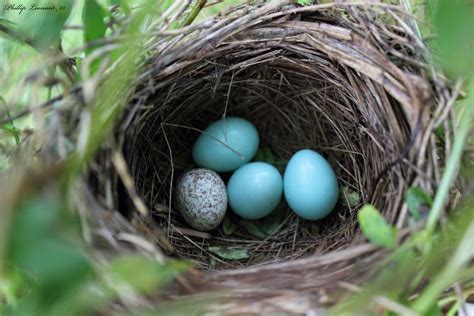 Parasitized Dickcissel (Spiza americana) nest