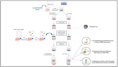 Ijms Free Full Text Development Of An Inflammation Triggered In