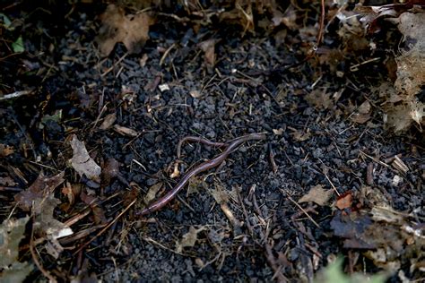 Invasive ‘jumping’ Worms Are Now Tearing Through Midwestern Forests Audubon