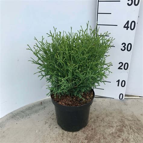 Thuja occidentalis 'Tiny Tim' - Van Poecke & Zn