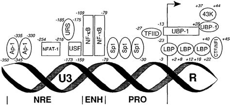 Organization Of Hi V I Long Terminal Repeat Ltr Binding Sites Of