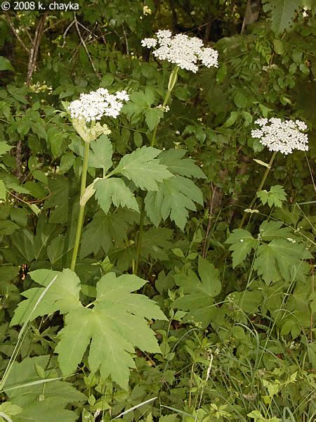 Heracleum Lanatum Common Cow Parsnip Minnesota Wildflowers