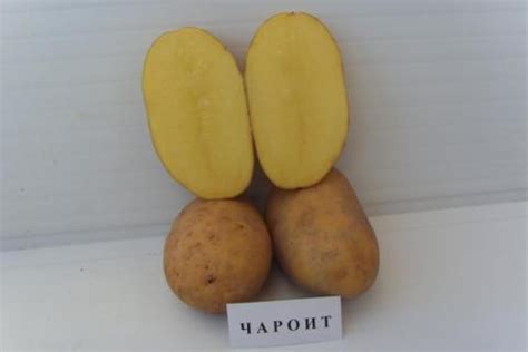 Картофель Чароит: описание сорта, фото, отзывы